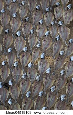 Fish drying in the sun, beach Praia da Nazare, Nazare, Oeste, Leiria district, Portugal, Europe View Large Photo Image Stock Photo - Fish drying in the sun, beach Praia da Nazare, Nazare, Oeste, Leiria district, Portugal, Europe. Fotosearch