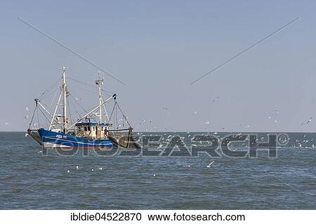 Fishcutter with casted nets at crabs catching, seagulls in tow, North Sea in front of island of Pellworm, North Frisia, Schleswig-Holstein, Germany, Europe View Large Photo Image Stock Image - Fishcutter with casted nets at crabs catching, seagulls in tow, North Sea in front of island of Pellworm, North Frisia, Schleswig-Holstein, Germany, Europe. Fotosearch
