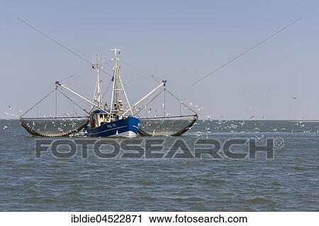 Fishcutter with casted nets at crabs catching, seagulls in tow, North Sea in front of island of Pellworm, North Frisia, Schleswig-Holstein, Germany, Europe View Large Photo Image Stock Image - Fishcutter with casted nets at crabs catching, seagulls in tow, North Sea in front of island of Pellworm, North Frisia, Schleswig-Holstein, Germany, Europe. Fotosearch