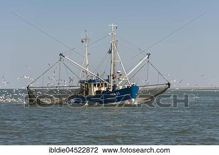 Fishcutter with casted nets at crabs catching, seagulls in tow, North Sea in front of island of Pellworm, North Frisia, Schleswig-Holstein, Germany, Europe View Large Photo Image Stock Image - Fishcutter with casted nets at crabs catching, seagulls in tow, North Sea in front of island of Pellworm, North Frisia, Schleswig-Holstein, Germany, Europe. Fotosearch