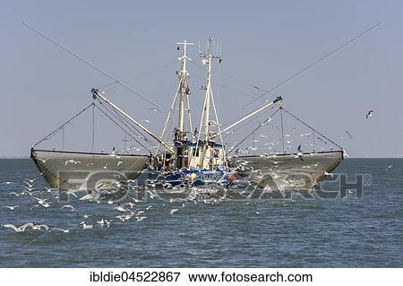 Fishcutter with casted nets at crabs catching, seagulls in tow, North Sea in front of island of Pellworm, North Frisia, Schleswig-Holstein, Germany, Europe View Large Photo Image Stock Photo - Fishcutter with casted nets at crabs catching, seagulls in tow, North Sea in front of island of Pellworm, North Frisia, Schleswig-Holstein, Germany, Europe. Fotosearch
