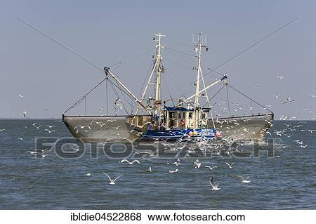 Stock Photo - Fishcutter with casted nets at crabs catching, seagulls in tow, North Sea in front of island of Pellworm, North Frisia, Schleswig-Holstein, Germany, Europe. Fotosearch