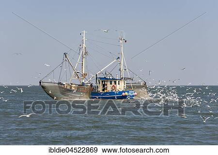 Fishcutter with casted nets at crabs catching, seagulls in tow, North Sea in front of island of Pellworm, North Frisia, Schleswig-Holstein, Germany, Europe View Large Photo Image Stock Photo - Fishcutter with casted nets at crabs catching, seagulls in tow, North Sea in front of island of Pellworm, North Frisia, Schleswig-Holstein, Germany, Europe. Fotosearch