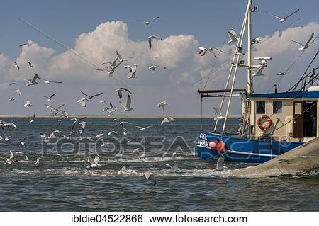 Fishcutter with casted nets at crabs catching, seagulls in tow, North Sea in front of island of Pellworm, North Frisia, Schleswig-Holstein, Germany, Europe View Large Photo Image Stock Photograph - Fishcutter with casted nets at crabs catching, seagulls in tow, North Sea in front of island of Pellworm, North Frisia, Schleswig-Holstein, Germany, Europe. Fotosearch