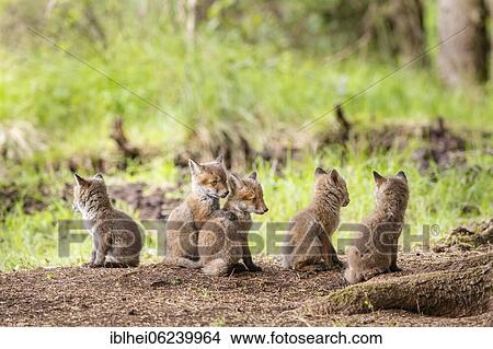 Picture - Five red fox cubs (Vulpes vulpes) in front of the foxhole, Austria, Europe. Fotosearch