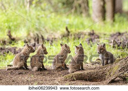 Stock Image - Five red fox cubs (Vulpes vulpes) in front of the foxhole, Austria, Europe. Fotosearch