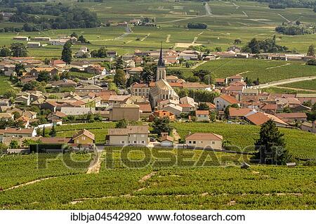 Fleurie village, Beaujolais vineyard, Rhone, Region Auvergne-Rhône-Alpes, France, Europe View Large Photo Image Stock Image - Fleurie village, Beaujolais vineyard, Rhone, Region Auvergne-Rhône-Alpes, France, Europe. Fotosearch