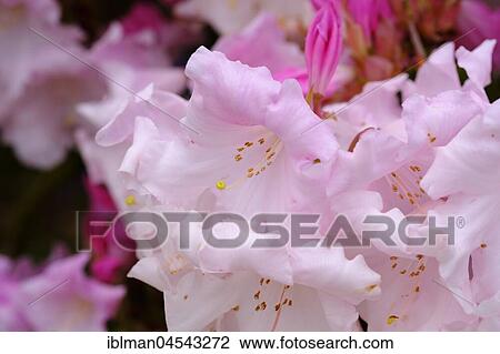 Flower of Rhododendron 'Venus', Lanhydrock Gardens, near Bodmin, Cornwall, England, United Kingdom, Europe View Large Photo Image Stock Image - Flower of Rhododendron 'Venus', Lanhydrock Gardens, near Bodmin, Cornwall, England, United Kingdom, Europe. Fotosearch