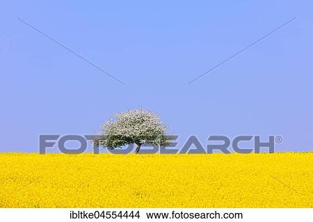 Flowering apple tree on blooming rape field, Baden-Württemberg, Germany, Europe View Large Photo Image Picture - Flowering apple tree on blooming rape field, Baden-Württemberg, Germany, Europe. Fotosearch