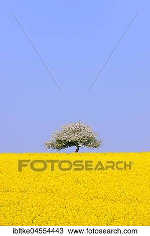 Flowering apple tree on blooming rape field, Baden-Württemberg, Germany, Europe View Large Photo Image Stock Image - Flowering apple tree on blooming rape field, Baden-Württemberg, Germany, Europe. Fotosearch