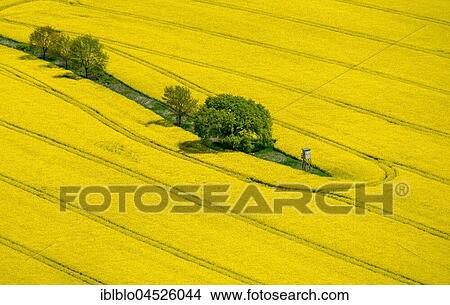 Flowering rape field with green area, hunters blind, agriculture, Nordkirchen, Münsterland, North Rhine-Westphalia, Germany, Europe View Large Photo Image Picture - Flowering rape field with green area, hunters blind, agriculture, Nordkirchen, Münsterland, North Rhine-Westphalia, Germany, Europe. Fotosearch