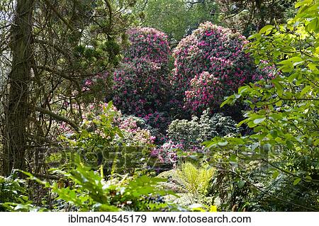 Stock Photo - Flowering Rhododendron, Jungle, The Lost Gardens of Heligan, near St Austell, Cornwall, England, United Kingdom, Europe. Fotosearch
