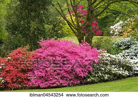 Flowering Rhododendron, Lanhydrock Gardens, near Bodmin, Cornwall, England, United Kingdom, Europe View Large Photo Image Picture - Flowering Rhododendron, Lanhydrock Gardens, near Bodmin, Cornwall, England, United Kingdom, Europe. Fotosearch