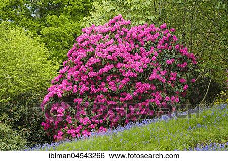 Stock Photograph - Flowering Rhododendron, Lanhydrock Gardens, near Bodmin, Cornwall, England, United Kingdom, Europe. Fotosearch