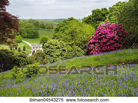 Flowering Rhododendron, Lanhydrock House, Lanhydrock Gardens, near Bodmin, Cornwall, England, United Kingdom, Europe View Large Photo Image Stock Photography - Flowering Rhododendron, Lanhydrock House, Lanhydrock Gardens, near Bodmin, Cornwall, England, United Kingdom, Europe. Fotosearch