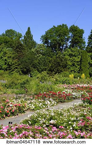 Stock Photo - Flowering roses in the rose garden, Untergiesing, Munich, Upper Bavaria, Bavaria, Germany, Europe. Fotosearch