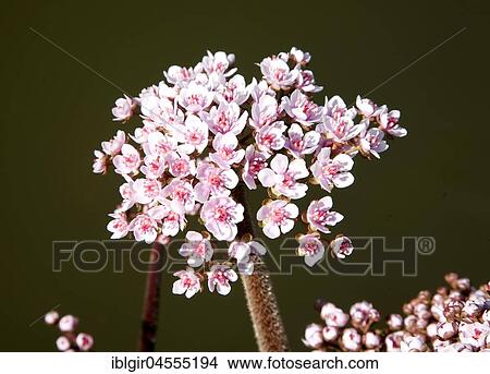 Picture - Flowering rush (Butomus umbellatus), Germany, Europe. Fotosearch