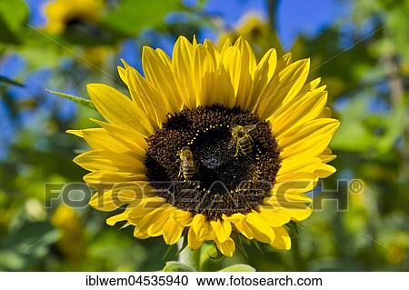 Flowering sunflower (Helianthus annuus), Bavaria, Germany, Europe View Large Photo Image Stock Image - Flowering sunflower (Helianthus annuus), Bavaria, Germany, Europe. Fotosearch