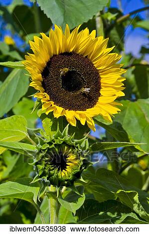 Stock Photo - Flowering sunflower (Helianthus annuus), Bavaria, Germany, Europe. Fotosearch