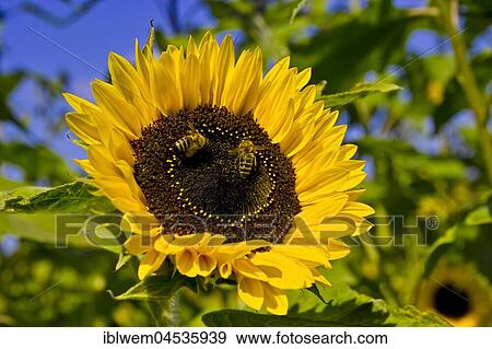 Flowering sunflower (Helianthus annuus), Bavaria, Germany, Europe View Large Photo Image Stock Photo - Flowering sunflower (Helianthus annuus), Bavaria, Germany, Europe. Fotosearch