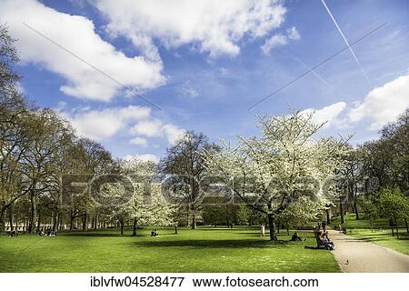 Flowering trees in spring, St James's Park, blue sky, municipal park, Westminster, London, England, United Kingdom, Europe View Large Photo Image Stock Photo - Flowering trees in spring, St James's Park, blue sky, municipal park, Westminster, London, England, United Kingdom, Europe. Fotosearch