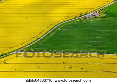 Flowering yellow rape fields, green fields, agriculture, acreage between Rüthen, Anröchte and Bad Sassendorf, Rüthen, Soesterbörde, North Rhine-Westphalia, Germany, Europe View Large Photo Image Stock Image - Flowering yellow rape fields, green fields, agriculture, acreage between Rüthen, Anröchte and Bad Sassendorf, Rüthen, Soesterbörde, North Rhine-Westphalia, Germany, Europe. Fotosearch