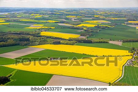 Stock Photo - Flowering yellow rape fields, green fields, agriculture, acreage between Rüthen, Anröchte and Bad Sassendorf, Rüthen, Soesterbörde, North Rhine-Westphalia, Germany, Europe. Fotosearch