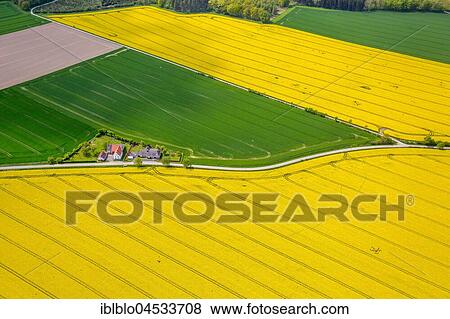 Flowering yellow rape fields, green fields, agriculture, acreage between Rüthen, Anröchte and Bad Sassendorf, Rüthen, Soesterbörde, North Rhine-Westphalia, Germany, Europe View Large Photo Image Stock Photo - Flowering yellow rape fields, green fields, agriculture, acreage between Rüthen, Anröchte and Bad Sassendorf, Rüthen, Soesterbörde, North Rhine-Westphalia, Germany, Europe. Fotosearch