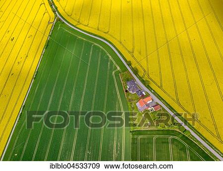 Flowering yellow rape fields, green fields, agriculture, acreage between Rüthen, Anröchte and Bad Sassendorf, Rüthen, Soesterbörde, North Rhine-Westphalia, Germany, Europe View Large Photo Image Stock Photo - Flowering yellow rape fields, green fields, agriculture, acreage between Rüthen, Anröchte and Bad Sassendorf, Rüthen, Soesterbörde, North Rhine-Westphalia, Germany, Europe. Fotosearch