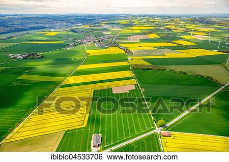 Stock Photograph - Flowering yellow rape fields, green fields, agriculture, acreage between Rüthen, Anröchte and Bad Sassendorf, Rüthen, Soesterbörde, North Rhine-Westphalia, Germany, Europe. Fotosearch