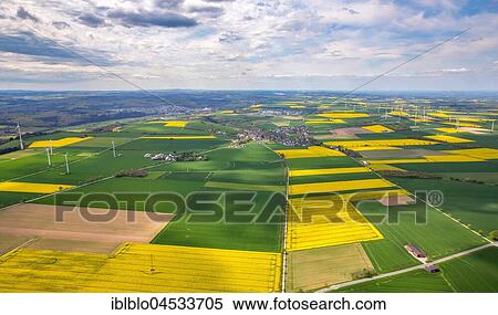 Flowering yellow rape fields, green fields, agriculture, acreage between Rüthen, Anröchte and Bad Sassendorf, Rüthen, Soesterbörde, North Rhine-Westphalia, Germany, Europe View Large Photo Image Stock Photography - Flowering yellow rape fields, green fields, agriculture, acreage between Rüthen, Anröchte and Bad Sassendorf, Rüthen, Soesterbörde, North Rhine-Westphalia, Germany, Europe. Fotosearch