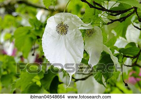 Picture - Flowers, handkerchief tree (Davidia involucrata), Trebah Garden, Mawnan Smith, near Falmouth, Cornwall, England, United Kingdom, Europe. Fotosearch