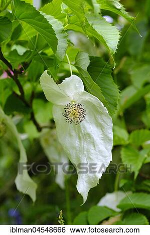 Stock Photograph - Flowers, handkerchief tree (Davidia involucrata), Trebah Garden, Mawnan Smith, near Falmouth, Cornwall, England, United Kingdom, Europe. Fotosearch