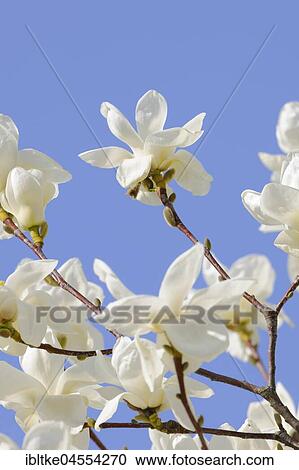Flowers of the Yulan magnolia (Magnolia denudata), Germany, Europe View Large Photo Image Stock Image - Flowers of the Yulan magnolia (Magnolia denudata), Germany, Europe. Fotosearch