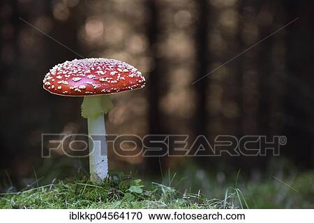 Fly agaric (Amanita muscaria) in the forest, Saxony, Germany, Europe View Large Photo Image Stock Image - Fly agaric (Amanita muscaria) in the forest, Saxony, Germany, Europe. Fotosearch