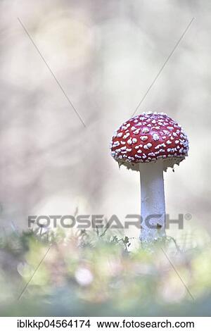 Picture - Fly agaric (Amanita muscaria), Saxony, Germany, Europe. Fotosearch