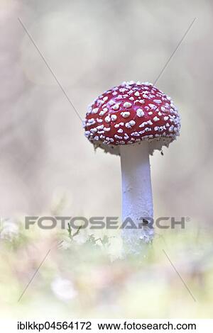 Fly agaric (Amanita muscaria), Saxony, Germany, Europe View Large Photo Image Stock Image - Fly agaric (Amanita muscaria), Saxony, Germany, Europe. Fotosearch