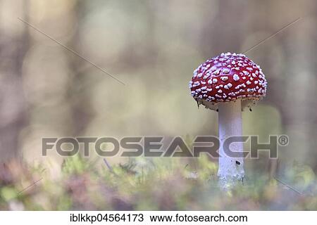 Fly agaric (Amanita muscaria), Saxony, Germany, Europe View Large Photo Image Stock Image - Fly agaric (Amanita muscaria), Saxony, Germany, Europe. Fotosearch