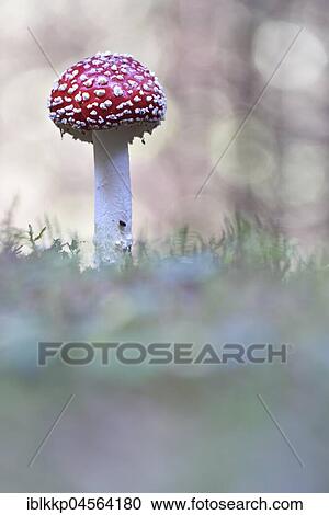 Fly agaric (Amanita muscaria), Saxony, Germany, Europe View Large Photo Image Stock Image - Fly agaric (Amanita muscaria), Saxony, Germany, Europe. Fotosearch