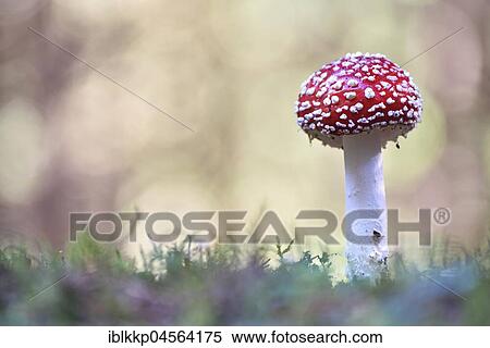 Stock Photography - Fly agaric (Amanita muscaria), Saxony, Germany, Europe. Fotosearch