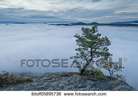 Fog in the Elbe valley, Saxony, Germany, sunrise, twilight with weather pine on the Lilienstein with view into Saxon Switzerland on Papsstein and Gorisch, National Park Saxon Switzerland, Europe View Large Photo Image Stock Photograph - Fog in the Elbe valley, Saxony, Germany, sunrise, twilight with weather pine on the Lilienstein with view into Saxon Switzerland on Papsstein and Gorisch, National Park Saxon Switzerland, Europe. Fotosearch