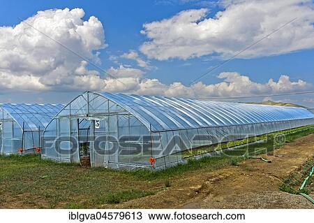 Foil tunnel for the Hors-Sol cultivation of strawberries, Everyday Farm LLC, Songino Khairkhan, Mongolia, Asia View Large Photo Image Stock Image - Foil tunnel for the Hors-Sol cultivation of strawberries, Everyday Farm LLC, Songino Khairkhan, Mongolia, Asia. Fotosearch