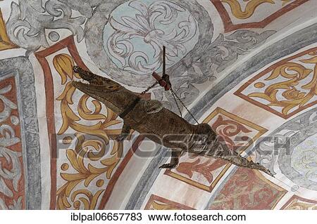 Stock Image - Forchtenstein Castle, stuffed crocodile, Forchtenstein, Burgenland, Austria, Europe. Fotosearch