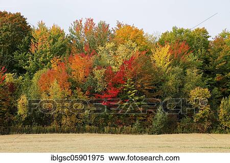 Forest in autumn colors, Quebec Province, Canada, North America View Large Photo Image Stock Photography - Forest in autumn colors, Quebec Province, Canada, North America. Fotosearch