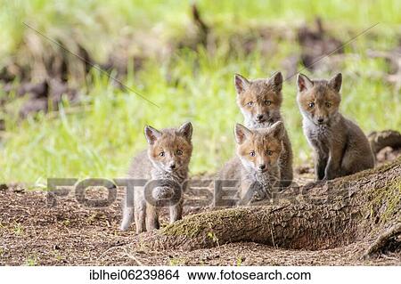 Picture - Four red fox cubs (Vulpes vulpes) in front of the foxhole, Austria, Europe. Fotosearch