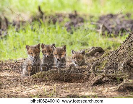 Four red fox cubs (Vulpes vulpes) in front of the foxhole, Austria, Europe View Large Photo Image Stock Photo - Four red fox cubs (Vulpes vulpes) in front of the foxhole, Austria, Europe. Fotosearch