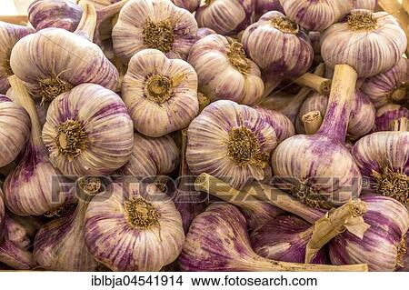 Fresh garlic for sale on a market stall, Herault department, Occitanie region, France, Europe View Large Photo Image Picture - Fresh garlic for sale on a market stall, Herault department, Occitanie region, France, Europe. Fotosearch