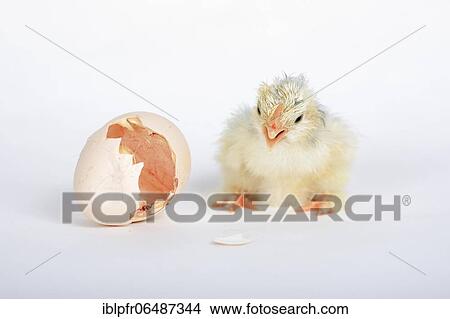 Picture - Freshly hatched kitchens, Switzerland, Europe. Fotosearch