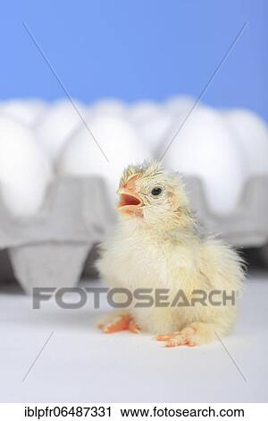 Freshly hatched kitchens, Switzerland, Europe View Large Photo Image Stock Image - Freshly hatched kitchens, Switzerland, Europe. Fotosearch