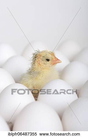 Freshly hatched kitchens, Switzerland, Europe View Large Photo Image Stock Photography - Freshly hatched kitchens, Switzerland, Europe. Fotosearch